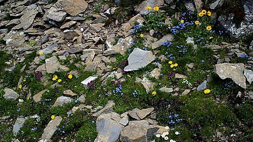 Alpengarten Schynige Platte