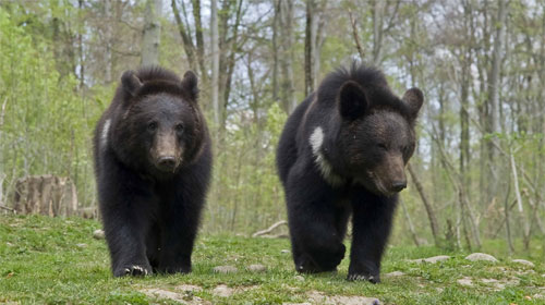 Tierpark Dählhölzli 