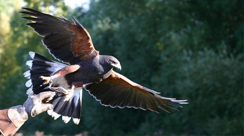 Greifvogelpark Buchs