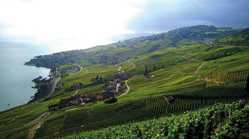 Genusswanderung durch die Weinterassen von Lavaux