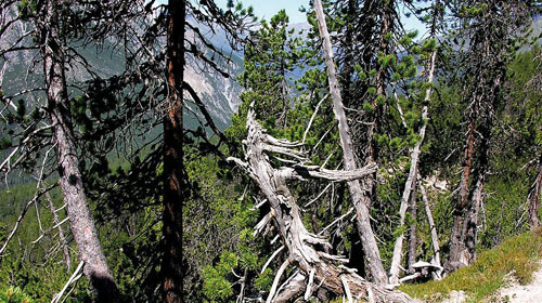 Schweizerischer Nationalpark