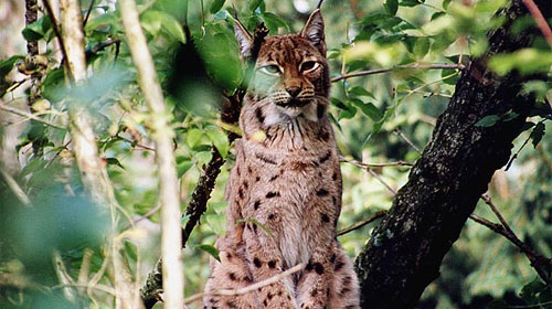 Tierpark Goldau