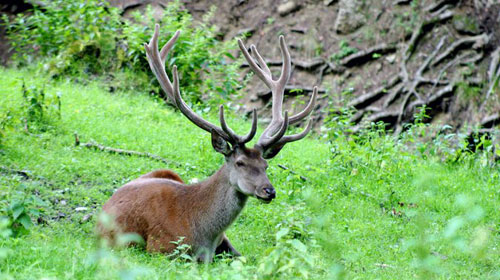 Wildnispark Zürich-Sihlwald