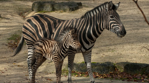 Zoo Zürich / Karsten Blum