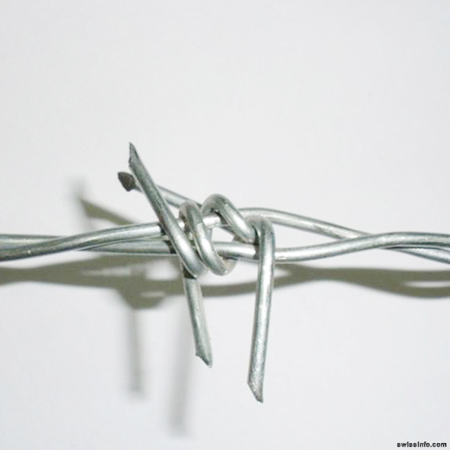 Sharp barbed wire