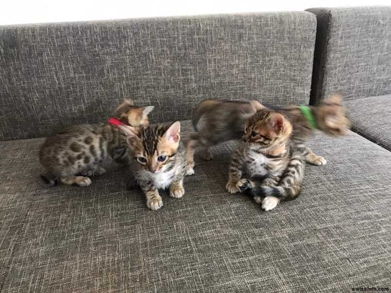 Reinrassige bengal kitten