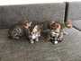 Reinrassige bengal kitten